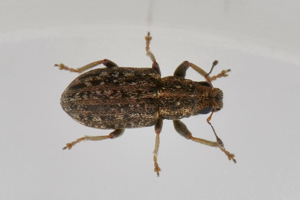 Sitona sulcifrons ssp. argutulus - Curculionidae